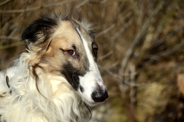 Face portrait of a bindled borzoi with black face mask.