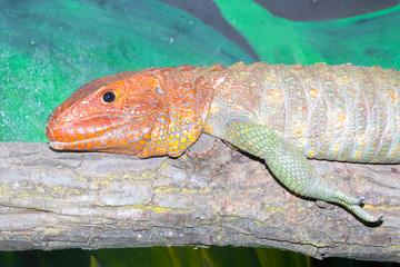 Northern caiman lizard