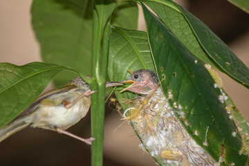Common Tailor bird ( Orthotomus sutorius ) feeding the baby bird.