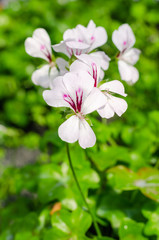 Pelargonium × hortorum or Garden geranium in the garden