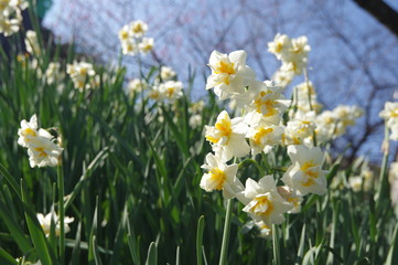 野山に咲くスイセン