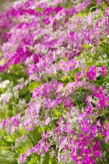 満開のサクラソウ