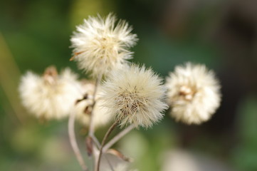 Obraz premium ツワブキの綿毛