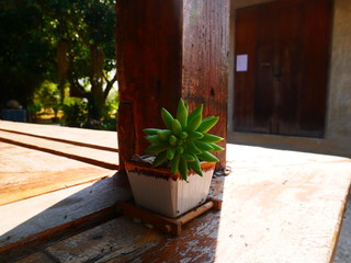 tree in pot on wall