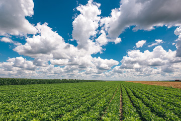 Fototapeta na wymiar Soybean crop landscape with stunning clouds in background