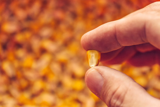 Single Corn Seed Kernel In Farmer's Hand