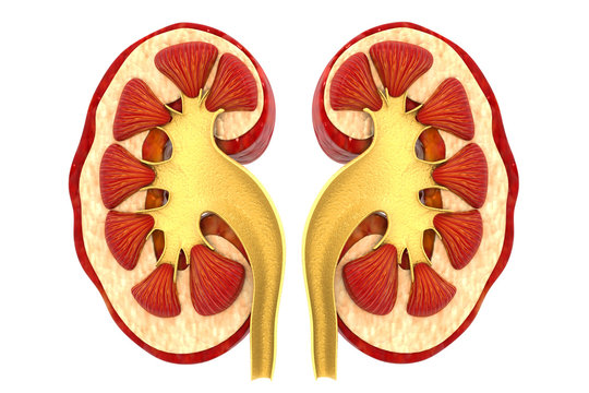 Human kidney cross section 3d render
