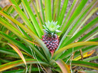 Fototapeta premium closeup of pineapple