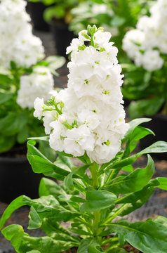 Hoary stock or matthiola incana flower with green leaves in the garden