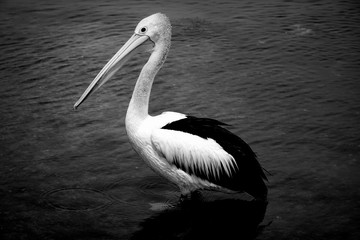 One pelican in black and white photo