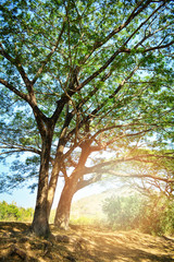 Fototapeta na wymiar The big old tree of samanca saman tree in summer daylight