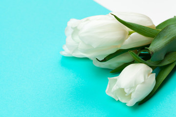 White fresh tulips on color block paper background