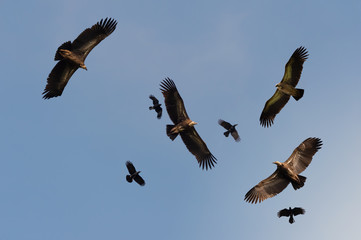Four huge vulture in flight,low angle view..Flock of Himalayan griffon soaring  with fully wingspan...