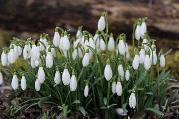 Schneeglöckchen
