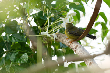 Fototapeta premium Close up of Juvenile sunbird,rear view..Brown throated sunbird juvenile perching on branch drinking sweet from white flower..