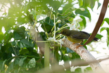 Close up of Juvenile sunbird,side view..Brown throated sunbird  juvenile perching on branch looking for sweet from white flower..