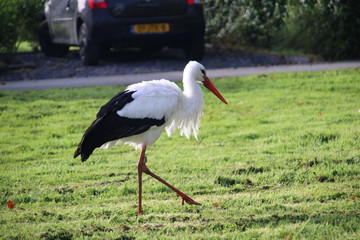Stork on the grass in park Hitland in Nieuwerkerk aan den IJssel in the Netherlands