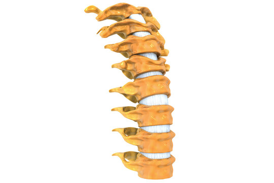 Human spine 3d render