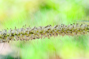 Close up Mission Grass flower detail on nature on green blur background / Feather Pennisetum