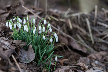 Schneeglöckchen