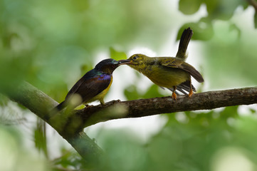 Dad and child bird in the feeding moment..Male colorful brown throat sunbird mouth positioning in the middle of juvenile wide open mouth on branch with blurred natural background..
