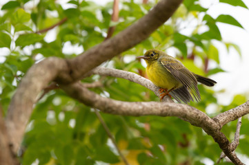 Close up of Juvenile sunbird,side view..Brown throated sunbird  juvenile with fluffy yellow plumage perching on branch  waiting feeding from parent..