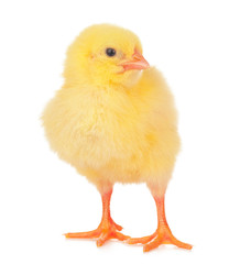 Small yellow chicken isolated on a white background.