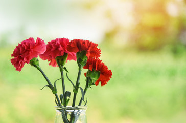 Fresh red and pink carnation flower blooming in glass jar and nature green background