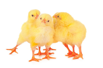 Group of chickens isolated on a white background