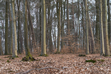 Fototapeta premium Mischwald im Winter