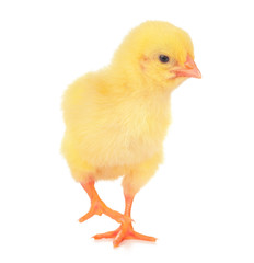 Cute little chicken isolated on white background