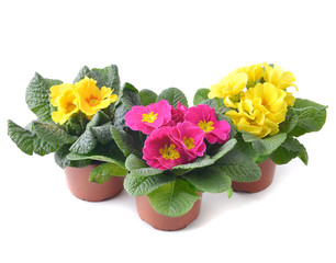 Primrose Primula Vulgaris im pot, blossom. Multicolor primula flowers, country garden.