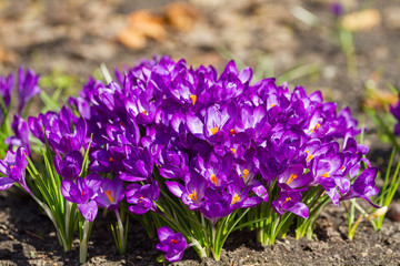 Many purple crocuses and sunlight