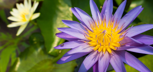 Fototapeta premium Lotus Flower Pollen pedal and leaf in water Pond