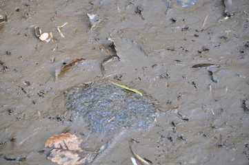 ニホンアカガエルの卵塊