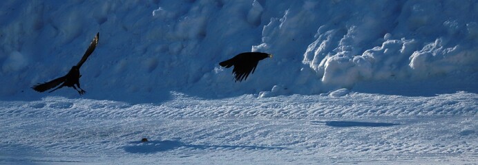 Fototapeta premium corbeau sur la neige