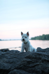 West highland white terrier westie dog puppy on a stone rock near the river in the evening