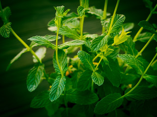 Pot of mint herb closeup vignette