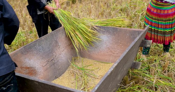 Rice threshing in harvest season. Group of farmers harvesting ripe rice by hand, sickle on yellow rice field. Farmer working, reaping the ripe rice and threshing by hand in Ha Giang, northern Vietnam