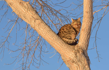 Cat sitting on the tree. Cat is waiting for help.