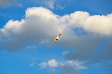 Bird on the background of blue sky