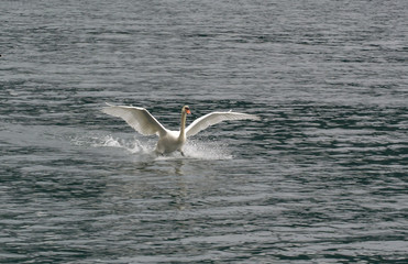 Fototapeta na wymiar swan in flight