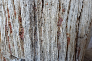 textures from fossilized wood