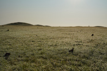 Green dew on the morning landscape aerial view