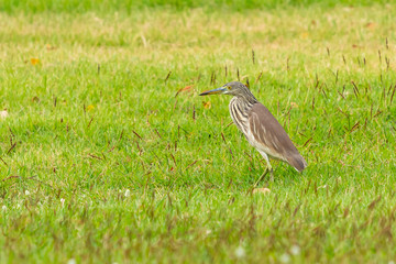 Young Indian Pond Heron standing on the lawn in a park