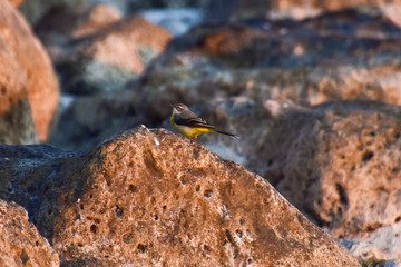 bird on a rock