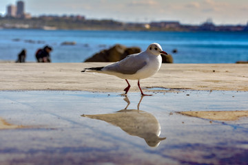 seagull on the beach