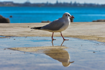 seagull on beach