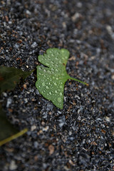 A leaf in the rain