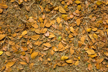 yellow leaves and branches on a dry grass close up. natural surface texture